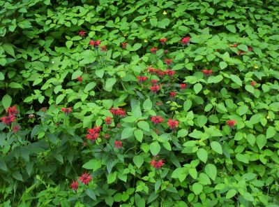 Bee Balm
Found near Sam's Gap, July 2009

