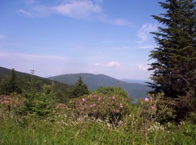 Roan Mountain
View of Hump Mountain in distance
