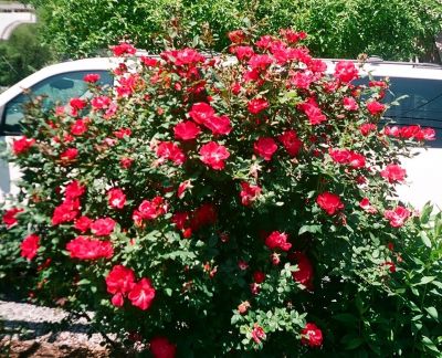Roses
Damascus, Virginia...Trail Days, 2009
