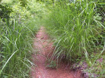 Saw-grass
near Sam's Gap,
July 2009
