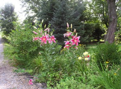 Star-Gazer Lilies
July 2009
