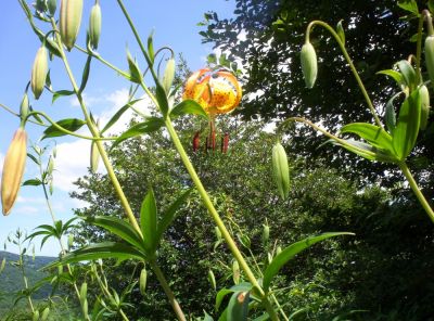 Tiger-Lilies
Found in meadow near Big Bald, July 2009
