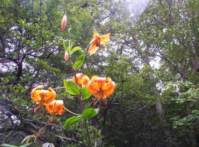 Tiger Lilies
Blooming on top of Little Bald Mountain on the Appalachian Trail.
there were whole fields of these...but the deer love to eat them.
July 2009
