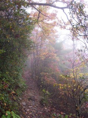 Trail Near Martin's Creek
