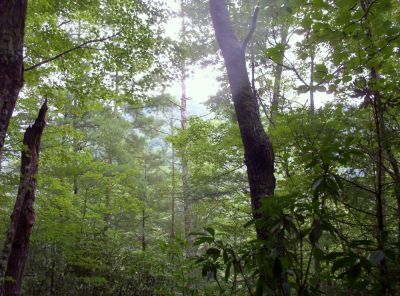 Looking over at Embreeville Mountain
...from one of the ridge lines on Sampson Mountain,
August 2009
