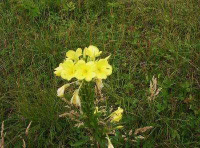 Yellow Wildflowers
Found in the meadows on top of Roan Mountain,
August 2009
