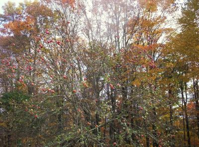 Apple Tree near Street Gap
and the Appalachian Trail, 10-09
