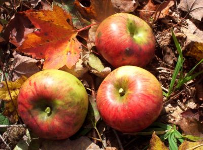 Apples
found near Street Gap, 10-09
