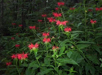 Red Bee Balm on Big Bald
nicest patch I have seen, found near the shelter,
July 2009
