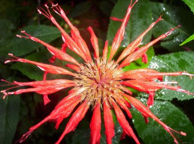 Bee Balm on Big Bald
Red flowers near the 'Carolina Condo',
July 2009
