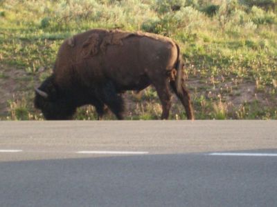 Bison
Yellowstone National Park, 2010
Photo courtesy of Debby Patten

