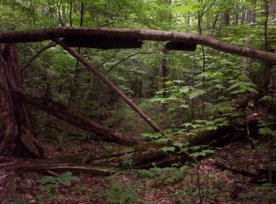 Blue Blaze Trail on Little Bald Mountain
July 2009
