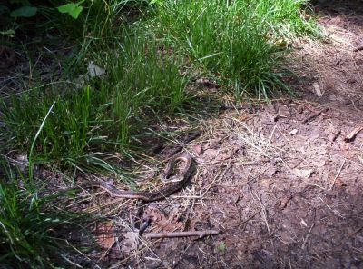 Brown and Tan Mountain Snake
on the trail to Big Bald,
July 2009
