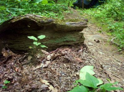 The Croc-Head Log...
On Snowbird Mountain, 
August 2009
