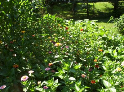 Zinnas
...in garden with butterflies
