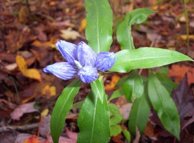 closed gentian
found on trail near Big Bald,
10-09
