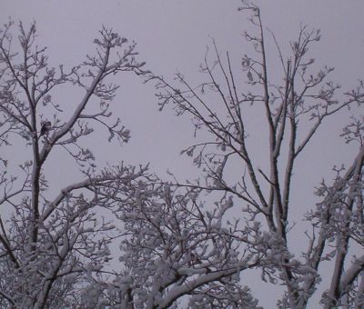 Hawk in Tree
with snow...
12-09
