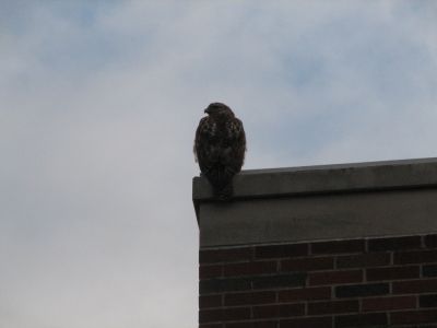 Hawk on Chimney
