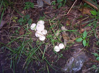 Mushrooms
on trail near Sam's Gap,
July 2009
