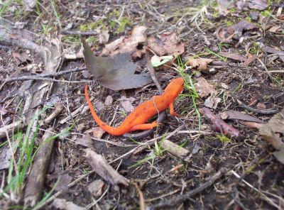 Orange Lizard
Little Dinosaur near high Rocks on the A.T.
July 2009

