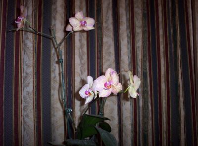 Orchid
