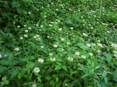 Bee Balm
pink and white variety found in a meadow near Big Bald, 
July 2009
