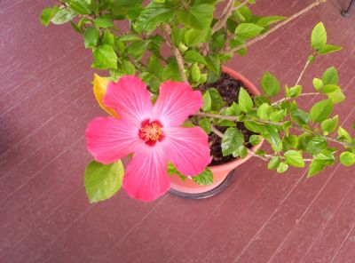 Hibiscus 
Pink variety
