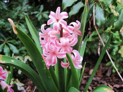 Pink Hyacinths
March, 2010
