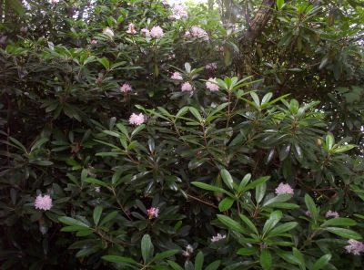 Mountain Laurel
Pink Blooms after rain on Hogback Ridge, July 2009

