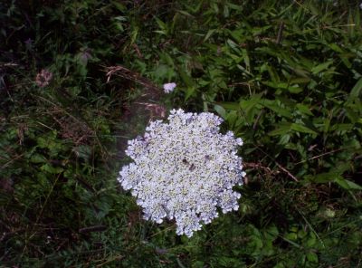 Queen Anne's Lace
...also known as a wild carrot.
found in meadow near Big Bald
