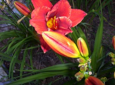 Daylilies
Red and Orange Variety
