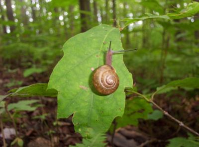 Snail on Oak Leaf
Near Spivey Gap
July 2009
