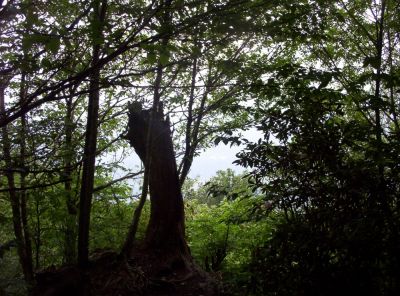 Little Bald Mountain
The Bluff...loooooooong way down!
July 2009
