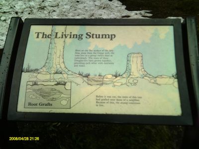 'The Living Stump' sign
Photo courtesy of Betty Sabatini
