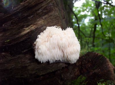 Lion's Mane Fungi

July 2009
