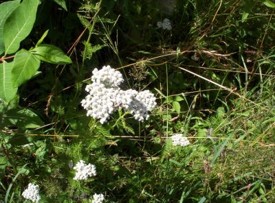 white flowers
...found in meadow near Big Bald, July 2009
