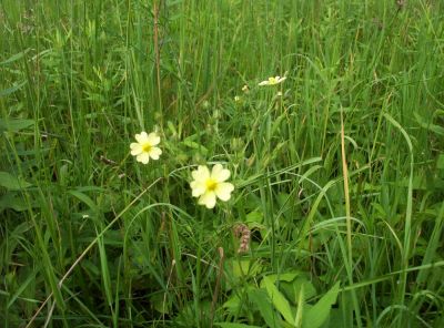 Yellow Wildflowers
...found in meadow near Big Bald, July 2009
