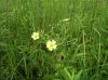 yellow_wildflowers_in_meadow_near_Big_Bald,_July_2009.jpg