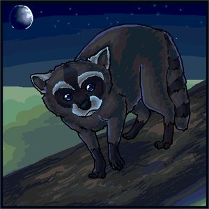 raccoon moon