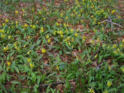 Trout Lillies