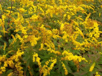 Goldenrod
Large patches in the horse meadows in the Highlands.
9-09
