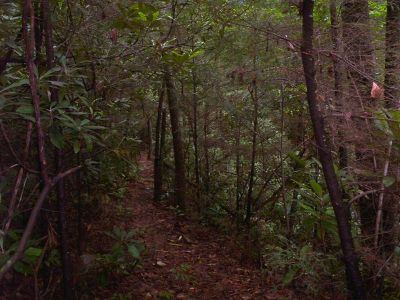 Jones Branch Falls Trail
Secluded trail that leads up near the falls 6-18-09
