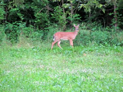 Deer
Rat's field 
Photo by Rat
6-7-2010
