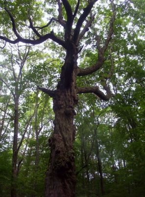 'Gargoyle Tree'
...in the swag between the two summits on Snowbird Mountain.  August, 2009

