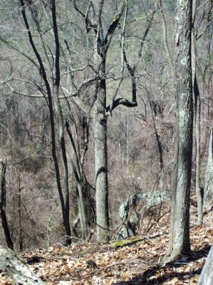 Wild Tree
...near the Sill Branch Overlook,
Spring 2009
Photo by Rat
