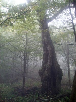 Spooky Tree
Photo by Rat
