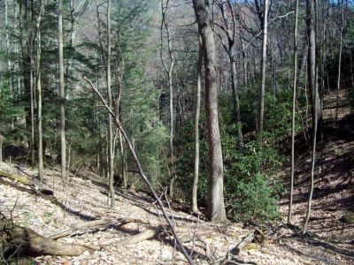 Backway to Sill Branch Overlook
Looking down where we just came from 
