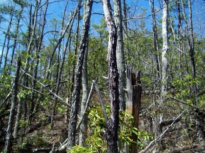 Meatgrinder Ridge
self explanatory...
Photo by Rat
