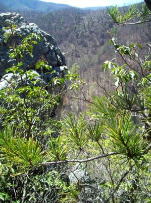 Sill Branch Overlook Trail
The giant 'Monkey Head Sphinx Rock'...Big Pine Ridge and Rich Mountain in the distance.  
Photo by Rat

