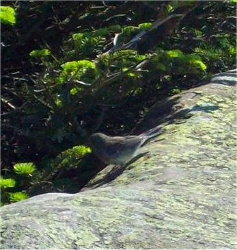 Bird On Roan High Bluff
Photo by Rat
6-24-09

